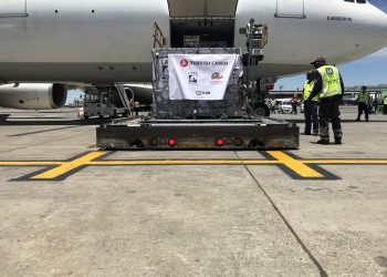 THY Kargo sirk aslanlarını doğaya taşıdı