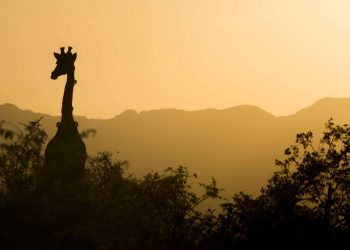 En çok ziyaret ettiğim Afrika kenti: Johannesburg