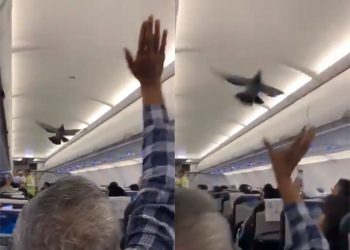 Uçakta güvercinler rötara sebep oldu