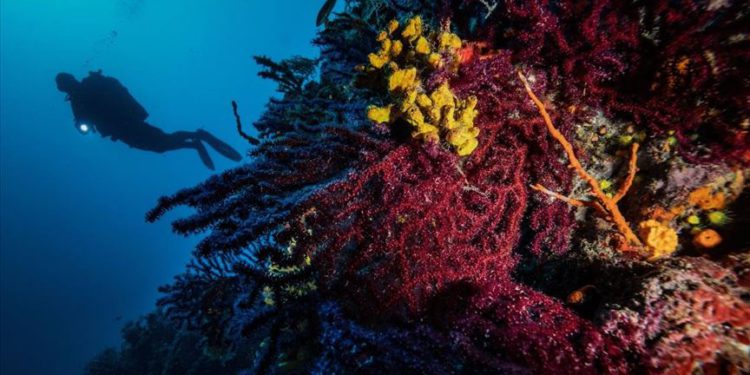 Kırmızı Mercanların derinlerdeki evi ‘Ayvalık’