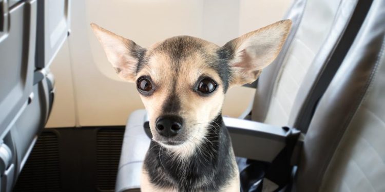 Evcil hayvanlar için uçak içi ikram: Vueling’den Avrupa’da bir ilk