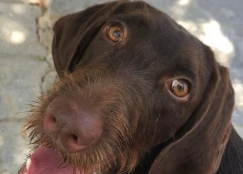 Suki’nin yaramazlığı