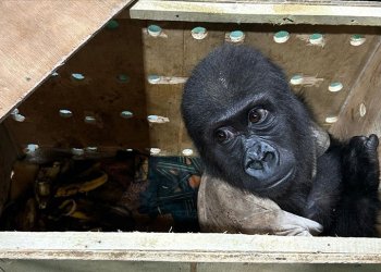İstanbul Havalimanı’nda “goril yavrusu” yakalandı