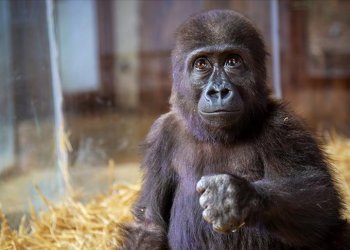 Havalimanında yakalanan yavru gorilin adı belli oldu