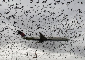 Hayvanlar yüzünden yaşanan inanılmaz kazalar!