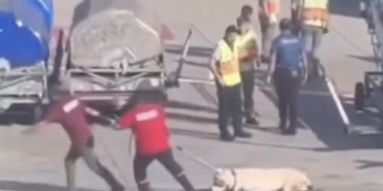 Apronda köpeğin sürüklenmesine iGA’dan açıklama