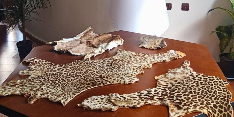 Çukurova Havalimanı’nda yaban hayvanı ürünleri ele geçirildi