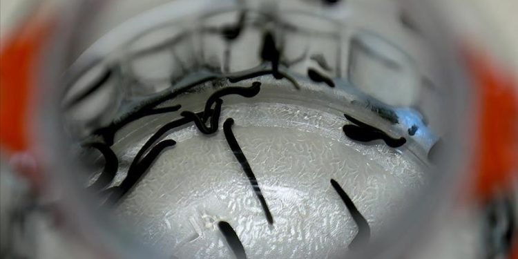 90 bin tıbbi sülüğün ülkeye girişi engellendi